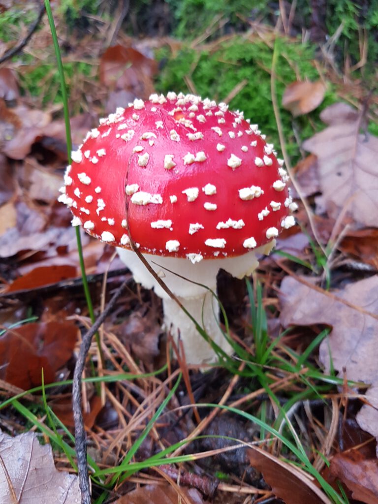 Amanita